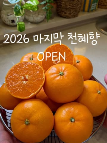 은지네 인생천혜향